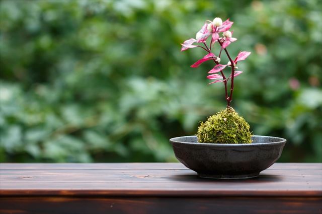 苔玉は屋外栽培向き。苔玉の失敗しにくい育て方