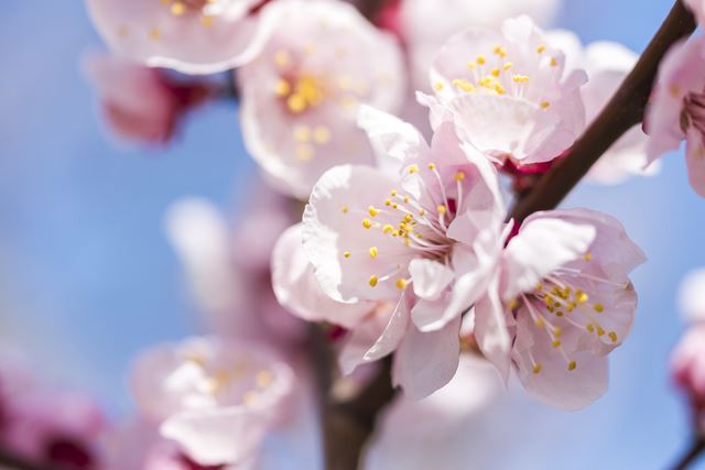 梅の剪定は、庭木と鉢植えでタイミングとやり方を変えて