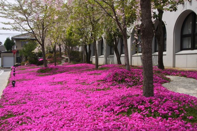 芝桜の育て方、グランドカバーにもできる？