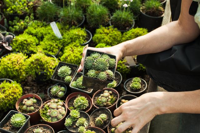 多肉植物の人気の種類は？