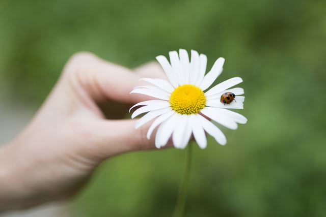 マーガレットの花言葉がロマンティック！名前の由来から素敵！