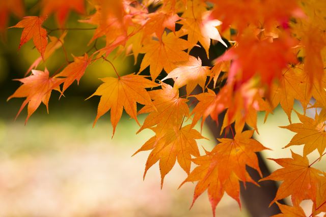 楓の花言葉は「大切な思い出」、花言葉の意味から楓の魅力をご紹介