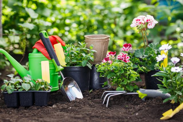 5月に楽しめる花・5月にまきたい植えたい花