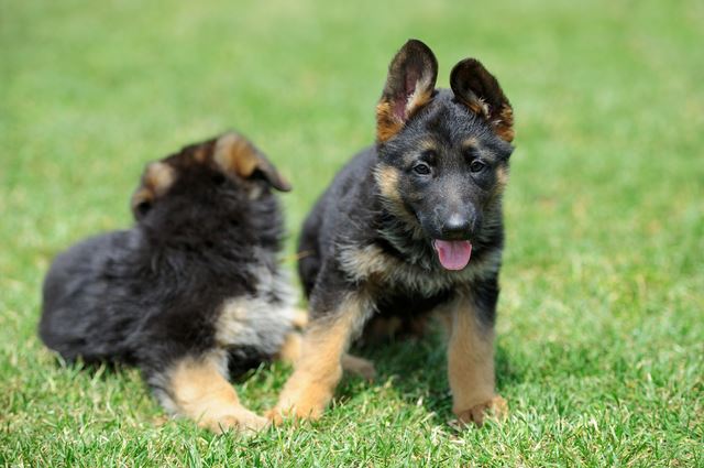 飼うのは難しい？シェパードの子犬を飼うにはちゃんとしたしつけがポイント