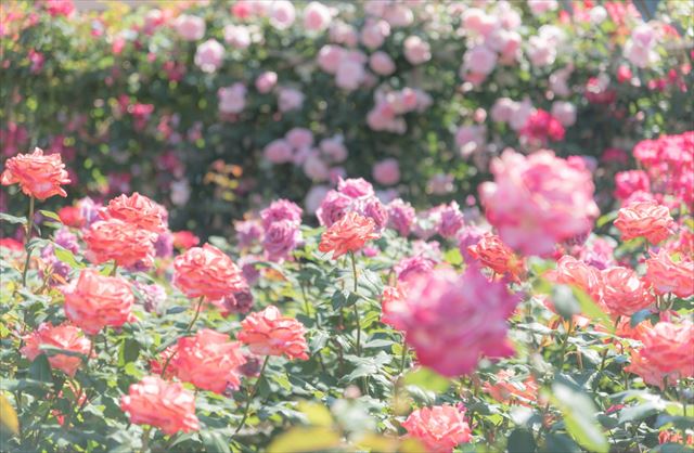 6月に楽しめる花・6月にまきたい植えたい花