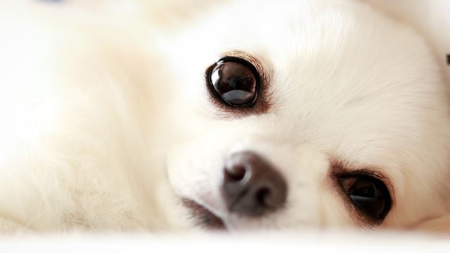 最初が肝心！チワワの飼い方としつけ方について