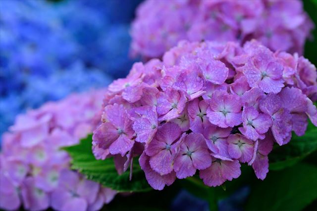 西洋紫陽花（ハイドランジア）の花言葉と由来