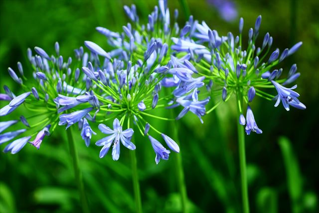 夏に咲く花と夏の旅行の時の花のケア・夏に植えたい花の種