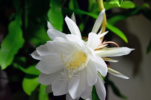 ゲッカビジンの一夜だけの艶やかな花を楽しむには