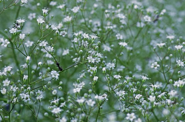 かすみ草の花言葉とかすみ草の秘密