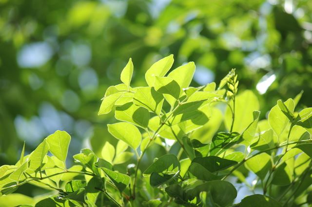 お庭に絶対植えたい！おすすめの庭木