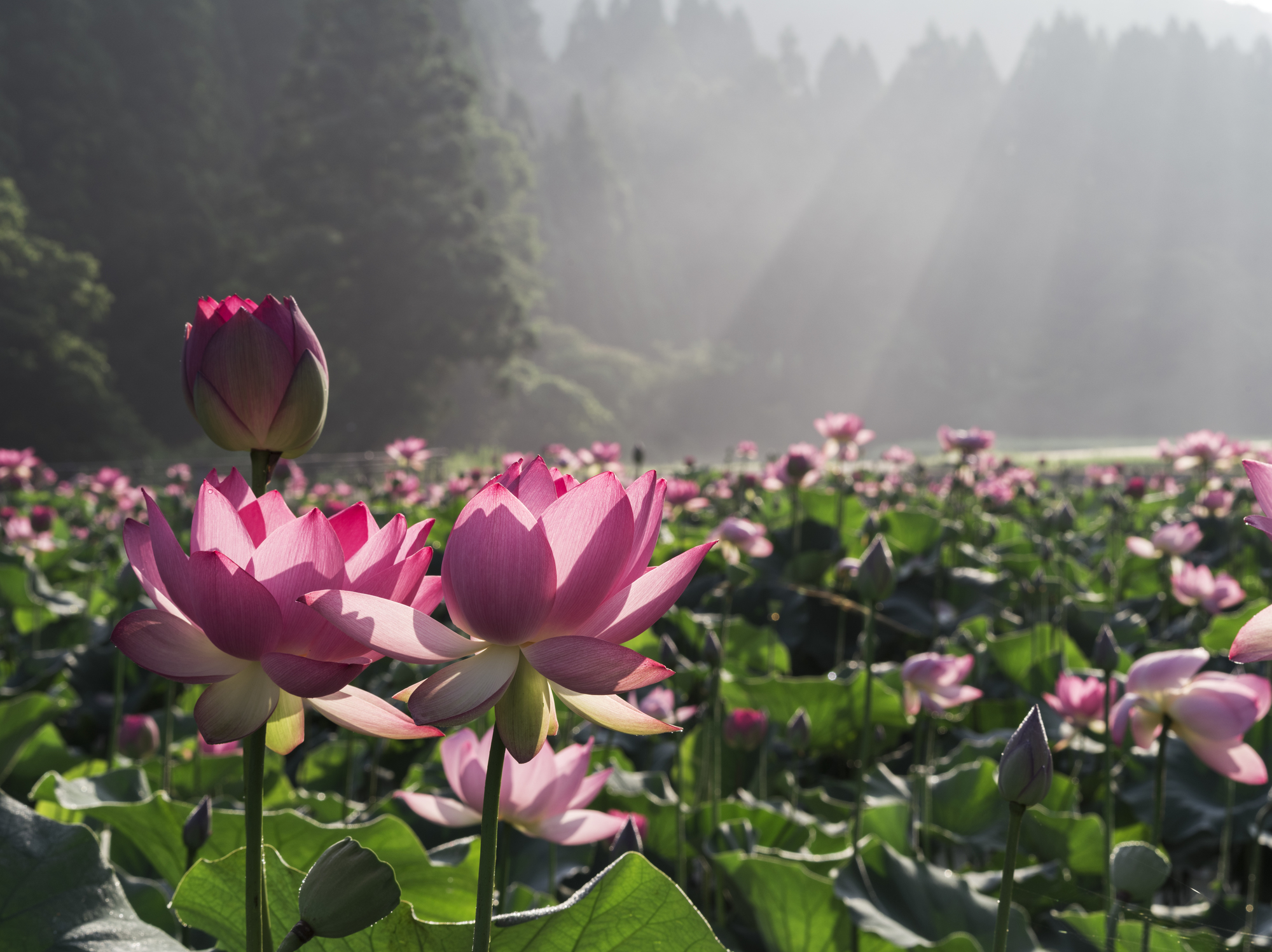 広大な池に咲き乱れる蓮の花を観に福井へ！　〜あわら温泉に癒されて、名酒「黒龍」と若狭の岩牡蠣で舌鼓〜