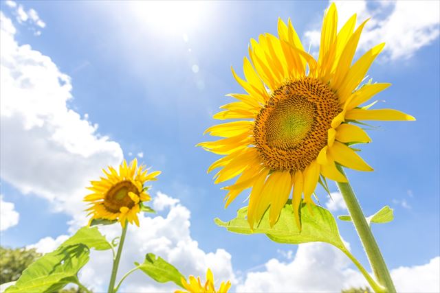 夏を代表する花、ひまわりの花言葉