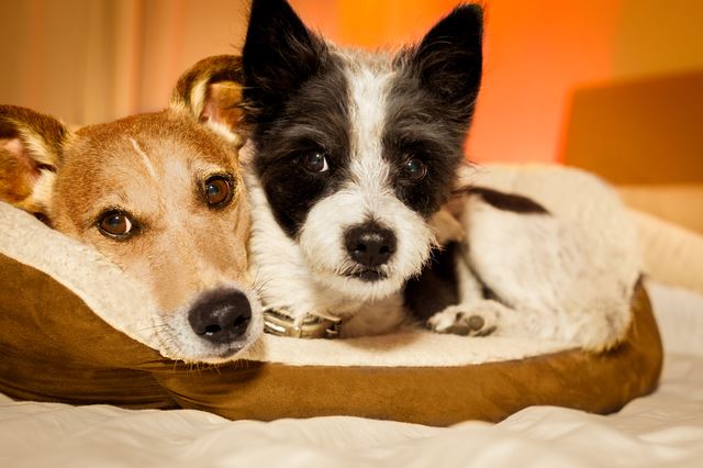 犬の専用ベッドはメリットが豊富！飼い主と寝るのはNGって本当？