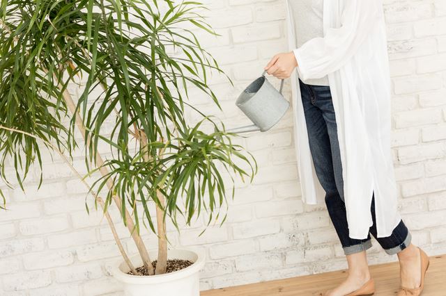 最近の観葉植物はどんなものが人気？