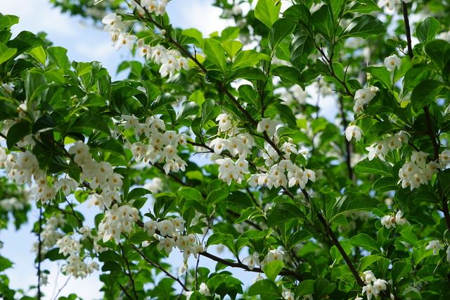 花もきれいでシンボルツリーにおすすめのエゴノキ