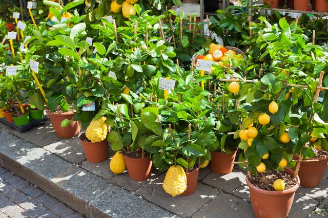 レモンの木を鉢植えで育てるには