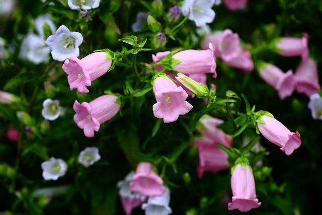 カンパニュラの育て方・花が咲かないときには