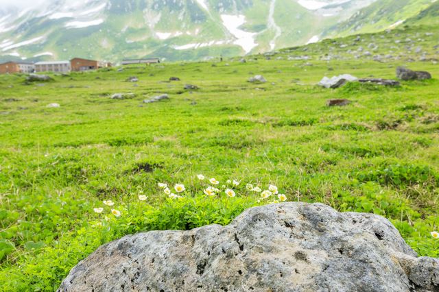 山野草を楽しむには