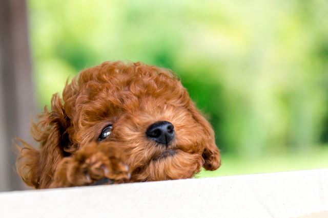 ペット初心者でも飼いやすい大型犬・中型犬・小型犬の種類とは？