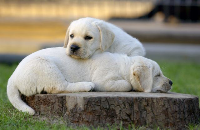 人気のラブラドール！魅力的な成犬にするためには子犬の時のしつけが重要！