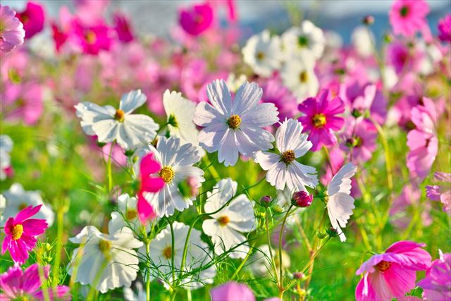 秋を彩る秋の花を楽しむ