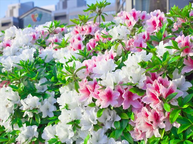 花の盛りの「5月の花」の名前を持つ「五月花」ってどんな花？