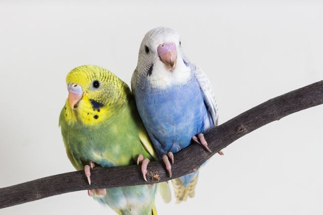 セキセイインコは初心者でも飼いやすい人気?1コンパニオンバード