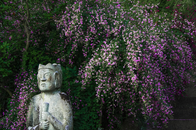 参峰山玉泉寺、有名な「ハギ寺」に咲き乱れるハギの花を観に