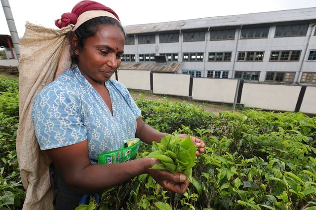 薫り高い世界3大銘茶の1つであるウバ茶の魅力とは