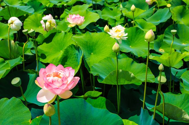 ハスの花の神秘と花言葉の由来について