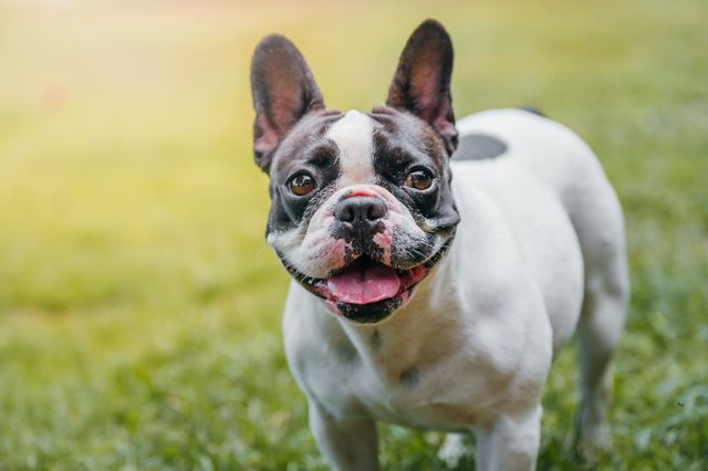 甘えん坊で愛嬌たっぷり！フレンチブルドッグは愛らしさ抜群の中型犬