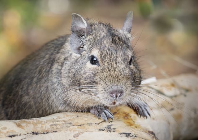 デグーってどうやって飼ったらよい？人気ペットデグーについて知りたい