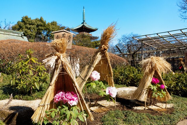 一年に二度見頃が訪れる牡丹と薔薇。杖型折りたたみ椅子を持ってじっくり鑑賞しよう