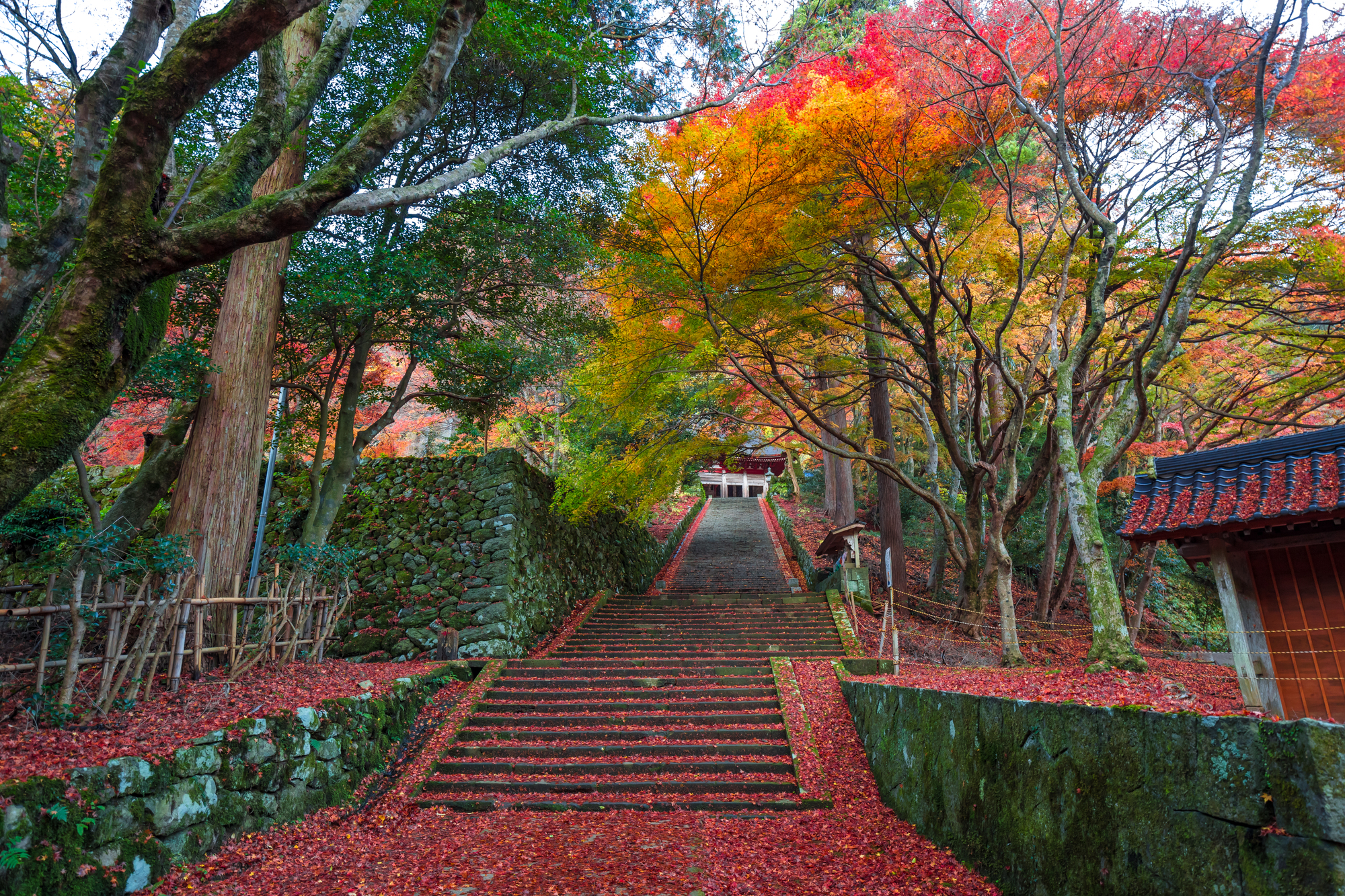 弁慶の伝説が多く残る鰐淵寺で旬の紅葉と静寂を楽しもう