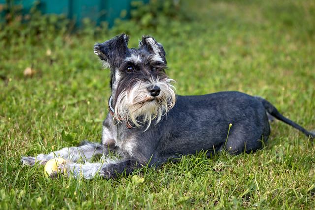 ミニチュアシュナウザーは聡明で従順！恐れ知らずで忍耐強い頼れる家庭犬