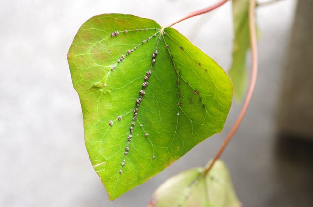 カイガラムシに効く殺虫剤のおすすめは？　