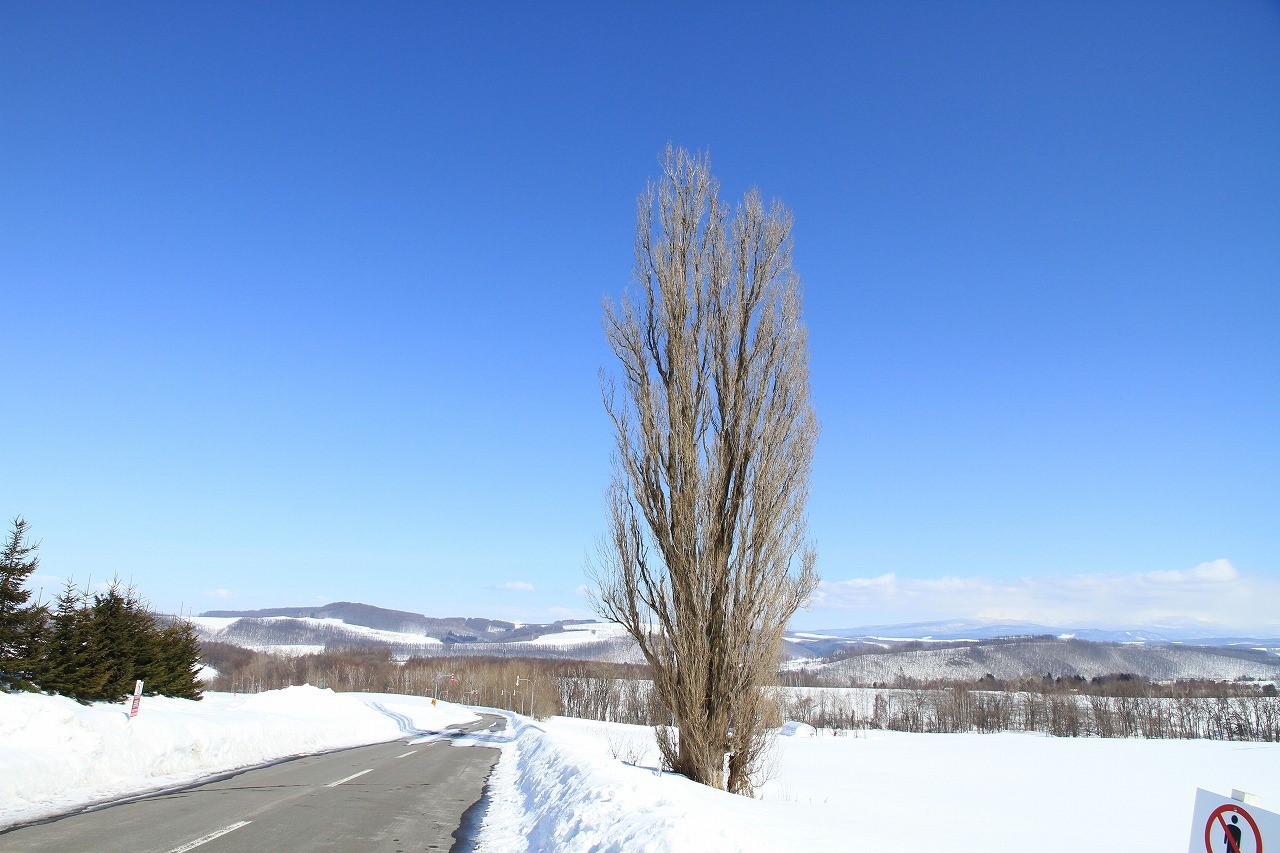 北海道・美瑛の丘へ一面に広がる雪景色を観に行こう　