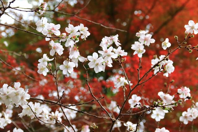 冬も楽しめる冬桜の魅力。冬にも咲く「冬桜」を楽しむ。