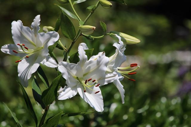 ゆりの花言葉は甘い香りと美しい豪華な花にふさわしい