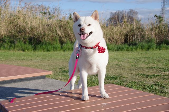 柴犬の白は貴重？柴犬の毛色の種類と特徴について