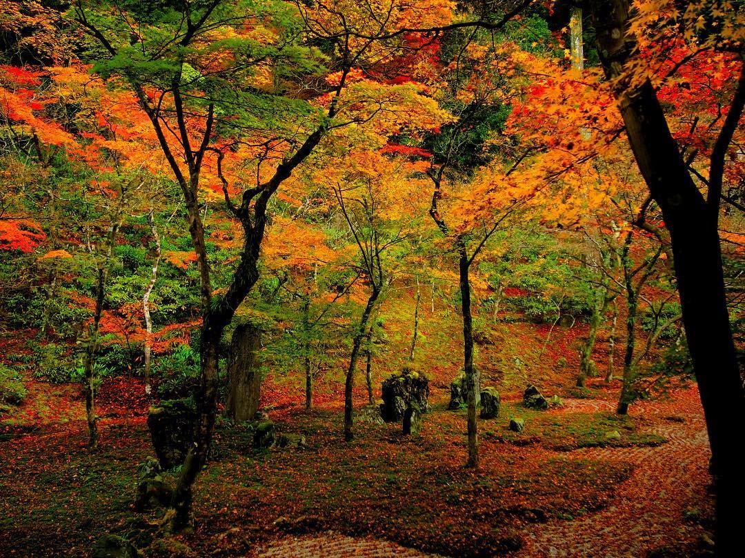 大宰府の苔寺「光明禅寺」で美しい紅葉と枯山水の庭を満喫