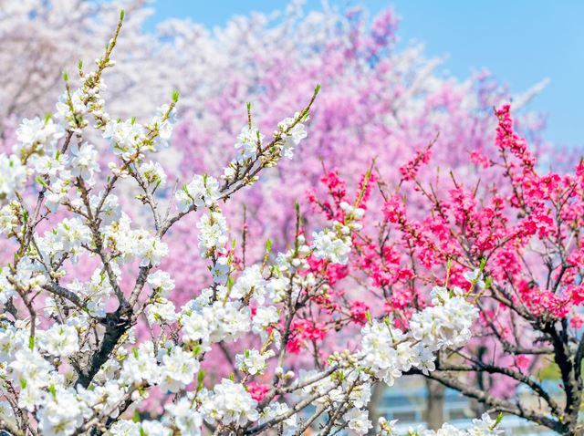 花桃を育てるコツは？