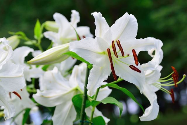 カサブランカで素敵な百合の花言葉を贈ろう！