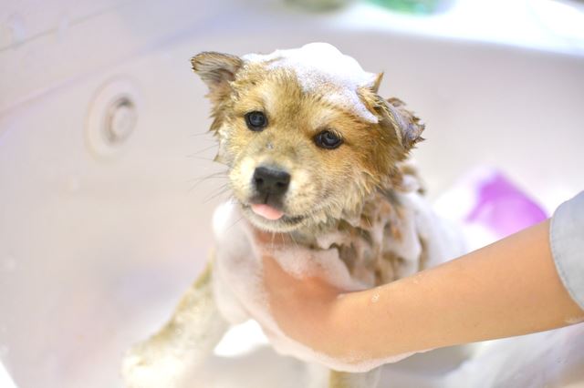 気持ち良ければ好きになる！犬をシャンプーするときのポイント4つ