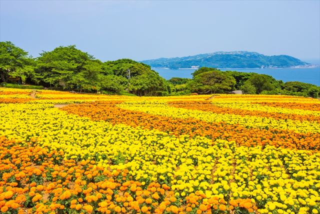 オレンジ色の花で庭を埋めたいならおすすめは？