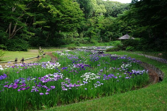 【東郷神社】関東最強クラスのパワースポット・明治神宮御苑