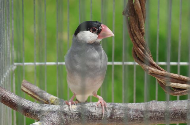 愛らしく美しい「文鳥」は大人世代におすすめの飼いやすい小鳥