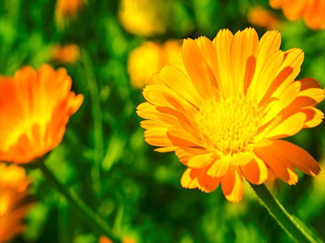 キンセンカのビタミンカラーの花を育てて暮らしに取り入れて