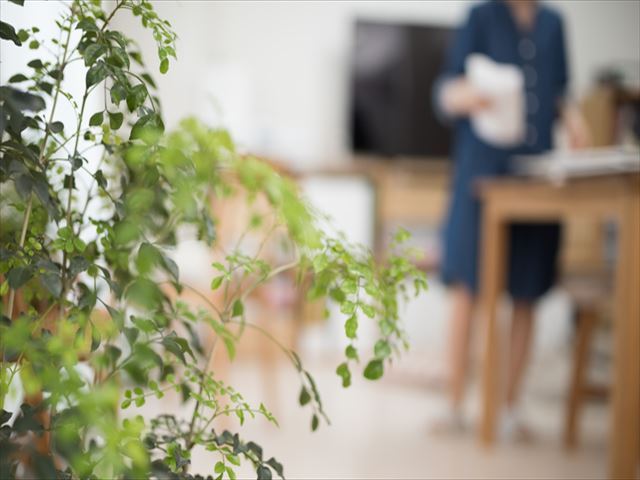 室内でも育てられる人気の観葉植物